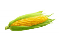 Sejačky na presný výsev kukurice a iné